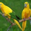 Two Golden Conures Paint By Numbers