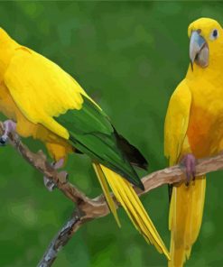 Two Golden Conures Paint By Numbers