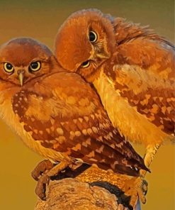 Two Owls In Love Paint By Numbers