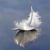 White Feather Reflection Paint By Numbers
