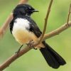 Willie Wagtail Bird Animal Paint By Numbers
