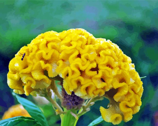 Yellow Cockscomb Paint By Numbers