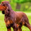 Chocolate Brown Field Spaniel Paint By Numbers