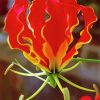 Flame Lily Gloriosa Paint By Numbers