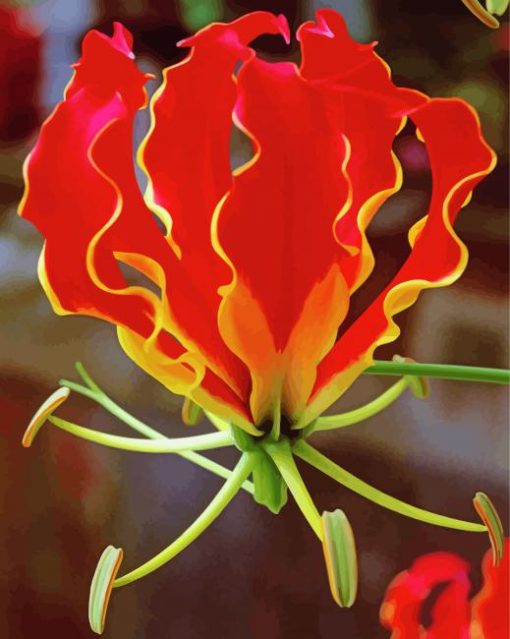 Flame Lily Gloriosa Paint By Numbers