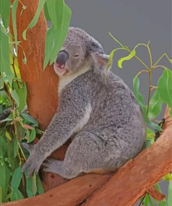 Koala Sleeping On Gumtree Paint By Numbers