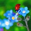 Ladybug On Forget Me Nots Flower Paint By Numbers