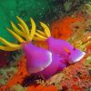 Purple Yellow Sea Slug Paint By Numbers