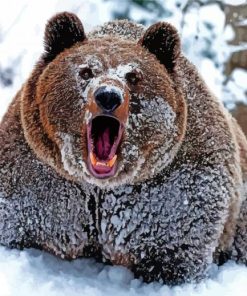 Snowy Angry Bear Paint By Numbers