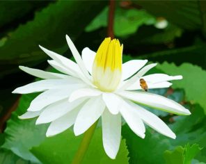 White Tiger Lotus Flower Paint By Numbers