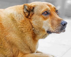 Anatolian Shepherd Paint By Numbers