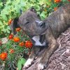 Brindle Pitbull Puppy Paint By Numbers