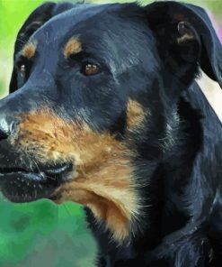 Close Up Beauceron Paint By Numbers