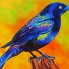 Common Grackle Bird Art Paint By Numbers
