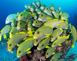 Fish School Paint By Numbers