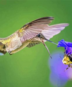 Hummingbird And Bee Paint By Numbers