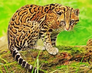 Ocelot Cat Paint By Numbers