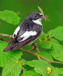 Pied Flycatcher Bird Paint By Numbers