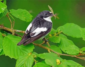 Pied Flycatcher Bird Paint By Numbers