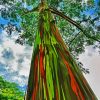 Rainbow Eucalyptus Tree Paint By Numbers