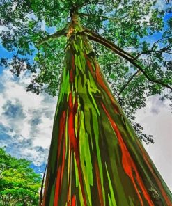 Rainbow Eucalyptus Tree Paint By Numbers