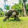 Seychelles Giant Tortoise Animal Paint By Numbers