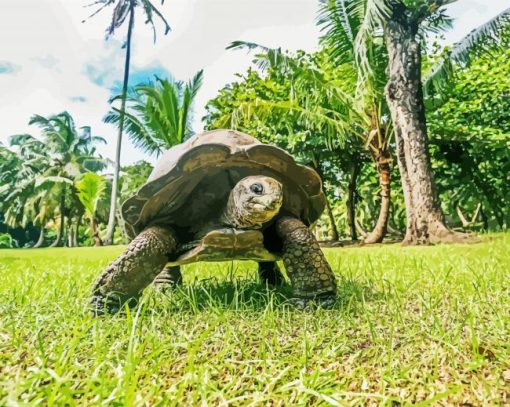 Seychelles Giant Tortoise Animal Paint By Numbers