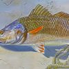 The Red Drum Fish Paint By Numbers