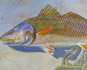The Red Drum Fish Paint By Numbers