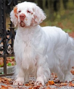 White Clumber Spaniel Dog Paint By Numbers