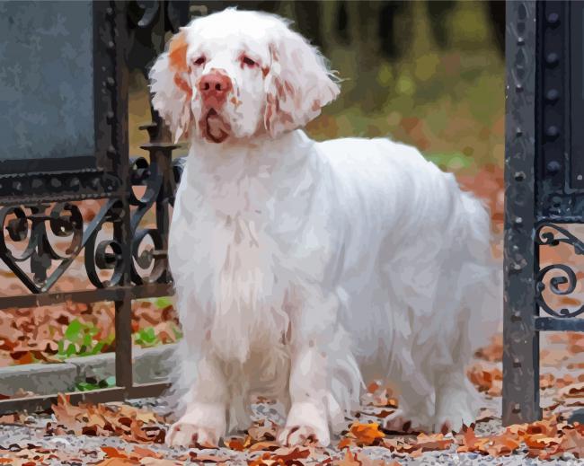 White Clumber Spaniel Dog Paint By Numbers