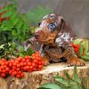 Aesthetic Dachshund Miniature Paint By Numbers