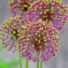 Allium Flowers Paint By Numbers