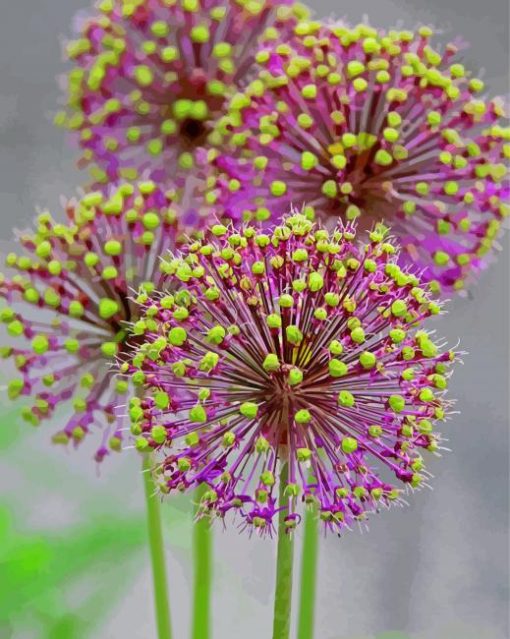 Allium Flowers Paint By Numbers
