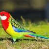 Easter Rosella Bird Paint By Numbers