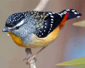 Pardalote Paint By Numbers