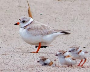 Little Piping Plover And Its Chicks Paint By Numbers