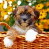 Shorkie In Basket Paint By Numbers