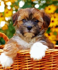 Shorkie In Basket Paint By Numbers