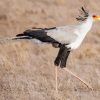 Black And White Secretarybird Paint By Numbers