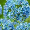Blue Allium Plants Paint By Numbers