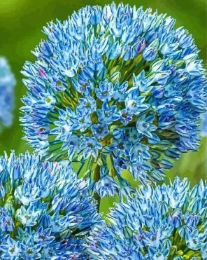 Blue Allium Plants Paint By Numbers