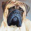 Bull Mastiff Paint By Numbers