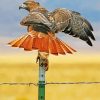 Red Tail Hawk Bird Paint By Numbers