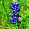Texas Bluebonnet Flower Paint By Numbers
