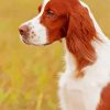 The Irish Red And White Setter Paint By Numbers