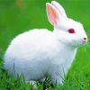 White Small Rabbit Paint By Numbers