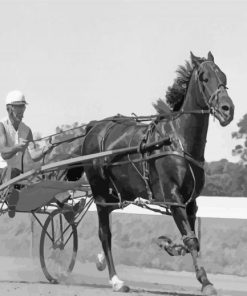 Black And White Harness Horse Paint By Numbers