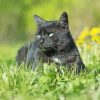 Black Cat In Grass Paint By Numbers