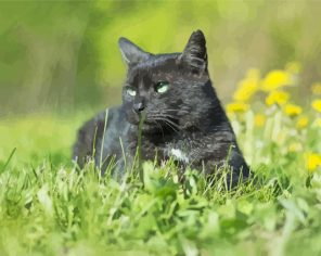 Black Cat In Grass Paint By Numbers